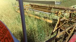 Close up of MM Winrower working in oats fields [upl. by Keener]