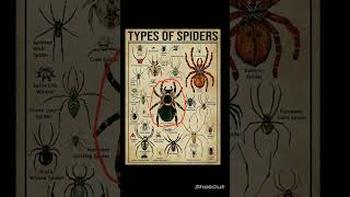 types of spiders  Mexican Redknee Tarantula  spider edit animals tarantula memes [upl. by Airenahs822]