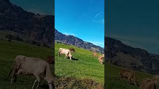 Kühe in wunderschöner Allgäuer Landschaft bei Ofterschwang Allgäu BayernCows in beautiful Bavaria [upl. by Eiramlatsyrc647]