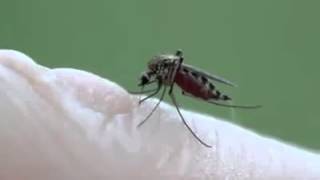 Mosquito drinking blood [upl. by Fishback640]