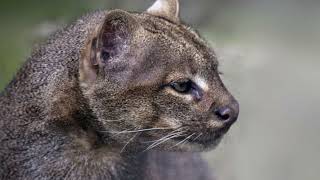 EL JAGUARUNDI EL FELINO DESCONOCIDO [upl. by Nyladnar]