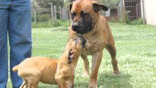 Gretchen Boerboels 2009 [upl. by Arek]