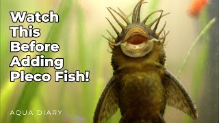 5 Tips For Adding Pleco Fish to Your Aquarium [upl. by Scornik]