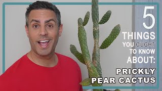 5 Things You Ought To Know About Your Prickly Pear Cactus Opuntia Cacti Care Repot  More 4K [upl. by Anikat]