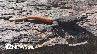 This orangetailed lizard lives on a mountain in Arizona and nowhere else [upl. by Bostow]