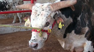 ¡¡LOS TOROS PECADORES Rancho El Tres En San Juan Malinalco Edo Mex 2016 [upl. by O'Conner]