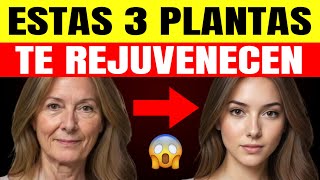 🥬3 PLANTAS de la Juventud que te dan COLÁGENO y FAVORECEN tu PIEL [upl. by Vallery541]