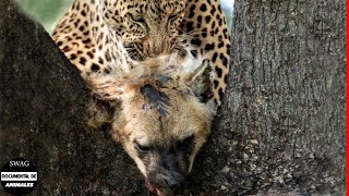 El Leopardo Ataca Y Se Come A La Hiena Para Vengarse Y ¿Qué Sucede Después  Animales Salvajes [upl. by Worra]