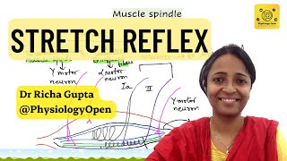 Stretch reflex muscle spindle physiology  alpha gamma coactivation  CNS physiology [upl. by Audy54]