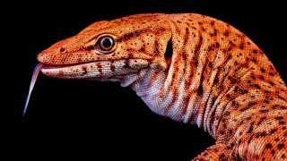 Pilbara Rock Monitors  The Dwarf Jester of the Monitor World [upl. by Ainit467]