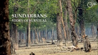 Sundarbans  Story of Survival by Green Explore Society HD 720p [upl. by Adnwahsor835]