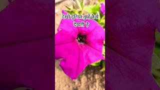 Bhagwan tume kese dekhta hai youtubeshortsloveshortsyt viralvideoytshortssortnatureflowers [upl. by Eerrehs261]