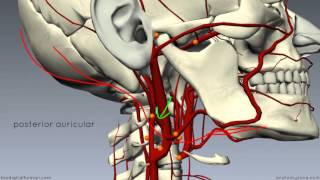 External Carotid Branches  3D Anatomy Tutorial [upl. by Kcirtapnhoj]