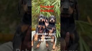 Doberman puppy sale in maduraicoimbatoreTrichyselamchennaierodeVelloredobermanpuppypets [upl. by Gilroy]