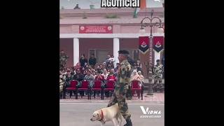 Indian army dog training 🇮🇳🔥 shorts viral [upl. by Tabbi]