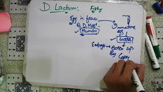 diphyllobothrium latum 😋😋 diphyllobothrium latum life cycleparasitology microbiology 2 [upl. by Earl]