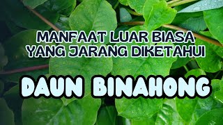 Khasiat dan Manfaat Daun Binahong untuk Kesehatan yang Jarang Diketahui [upl. by Hamer]