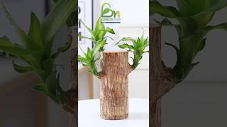 Brazilian wood lucky Plants plants houseplants indoorplants bhilwara brilliantgarden [upl. by Alyag]