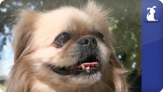 Doglopedia  Pekingese [upl. by Eintihw]