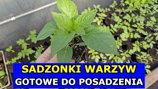 Sadzonki GOTOWE do Sadzenia Papryka Seler Por Cebula Kapusta pekińska Pomidor Uprawa z Rozsady [upl. by Merridie495]