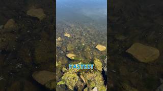 AI Will NEVER Catch A Fish FASTER Than This shorts fishing [upl. by Sigvard758]