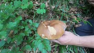 VRGANJ Boletus reticulatus [upl. by Aihn]