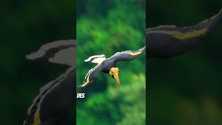 Majestic Giants of the Sky The Great Hornbill [upl. by Eellah]