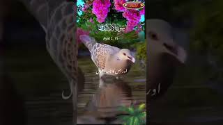 sorha alinshqaqسورہ الانشقاقnoor e mubeenquranrecitation youtubeshorts quranaayat nature [upl. by Cumine]