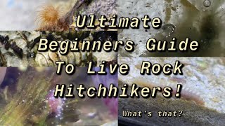 The Ultimate Beginners Guide To Live Rock Hitchhikers  part 1 [upl. by Faustus]