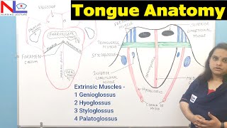 Tongue  Accessory digestive organ  Digestive System  Nursing lecture [upl. by Ikim826]