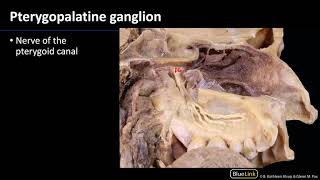 Pterygopalatine Fossa and Palate  Nerves [upl. by Aicargatla]