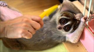 Brushing cute Slow Loris [upl. by Georgiana859]