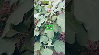 Black Brinjal aubergine 🍆 in October brinjal aubergines eggplant vegan gardening بینگن کے پودے [upl. by Hsevahb]