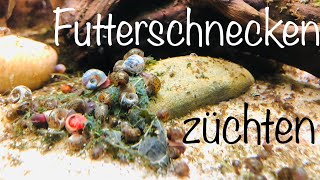 Schnecken 🐌 züchten [upl. by Annyrb713]