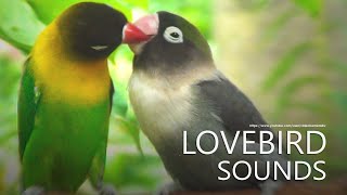 Lovebirds Sounds  Agapornis Personatus  Green and Black Personata [upl. by Otrepur]