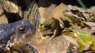 FROG DOCUMENTARY 🐸 [upl. by Pierpont]