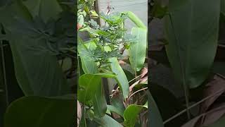 Lizards lazing🦎backyard Australia🦎 [upl. by Ennobe]