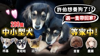 200隻中小型品種犬送養許伯想養狗了帶一隻回家中途柯基、吉娃娃、臘腸、法鬥、貴賓、雪納瑞、柴犬等領養超多品種貓領養【許伯簡芝】【許伯中途中】 [upl. by Emelen]