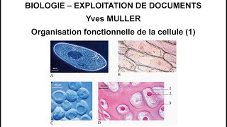 1 La diversité des cellules  Thème  Organisation fonctionnelle de la cellule [upl. by Eatnuhs]