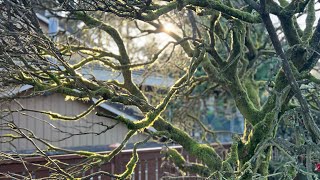 Pruning a Dead Rhododendron Tree ☠️ [upl. by Babs197]