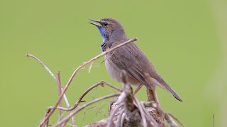 Bluethroat Call birds birdsounds [upl. by Larrabee190]