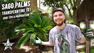 How to Grow Sago Palms Transplanting Update Care Tips Propagation amp Tutorial Cycas revoluta [upl. by Frear]