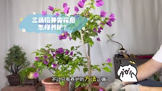 三角梅开完花后怎样养护？下次才能开花更多！赶紧看看 [upl. by Nibor33]