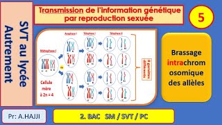 Brassage intrachromosomique des allèles  Fécondation  diversité génétique  exemples [upl. by Cailly]