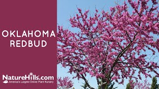 Oklahoma Redbud  NatureHillscom [upl. by Aynas]