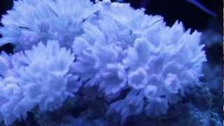 Red Sea Pulsing Xenia 1080p HD  Saltwater Reef  in a 72 Gallon Bow Front [upl. by Rosalynd]