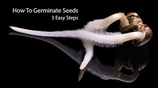 How To Germinate Seeds Fast  3 Simple Steps [upl. by Ladin329]