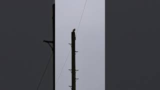 Kestrel on a telegraph pole  Penketh [upl. by Nelak]