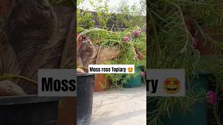 Creative way to grow moss rose  moss rose topiary ideas divinegarden98 shorts shortvideo [upl. by Borgeson]