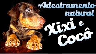 Como ensinar o cachorro a fazer xixi no lugar certo  Parte I [upl. by Assili]